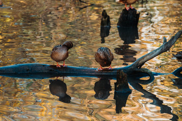 Ducks on the lake in misty autumn morning. Selective focus.