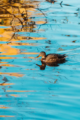 Ducks on the lake in misty autumn morning. Selective focus.