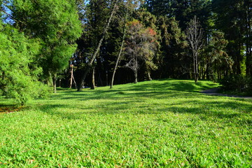 trees in the park