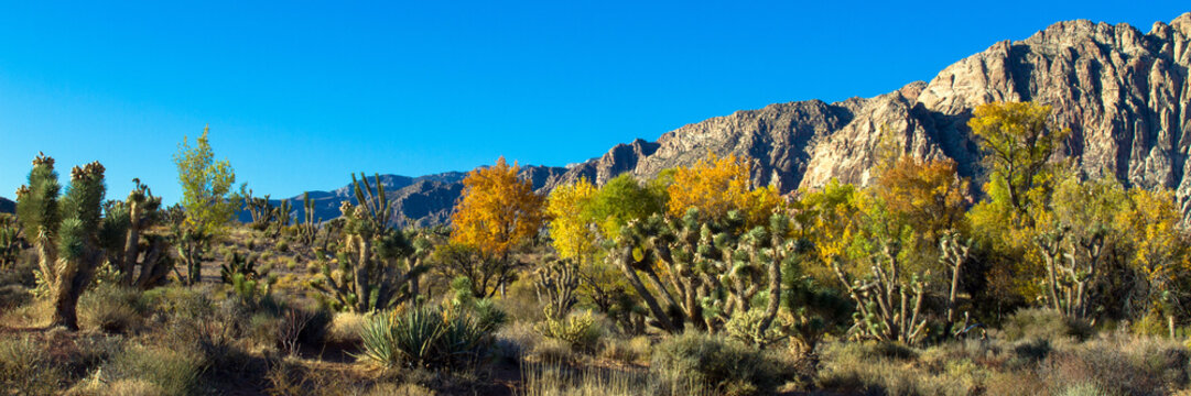 Joshua Trees and introduced deciduous trees in autumn color in Nevada's Mojave Desert