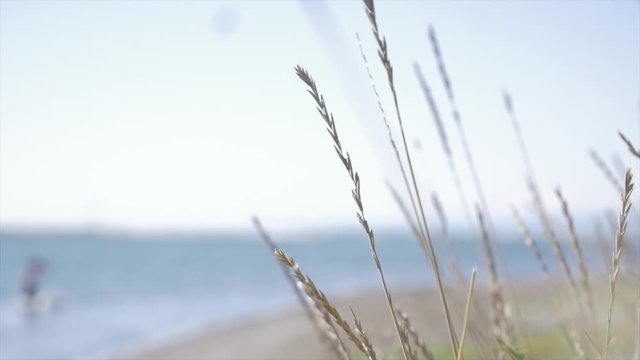 Long Grass by the beach/water