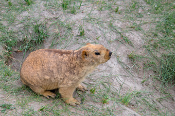 Himalayan marmot between pangong lake,india