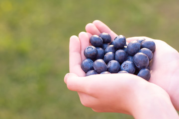 Hands holding handfull of fresh ripe superfood blueberries on a green background