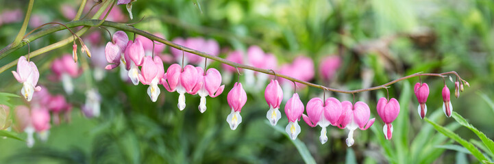 Panoramic of pink bleeding hearts - Powered by Adobe