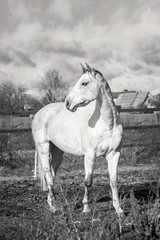 Obraz na płótnie Canvas White horse on an autumn grass