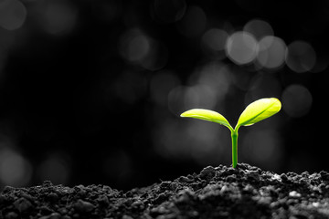 The seedlings are growing from the soil with the morning sun shining.