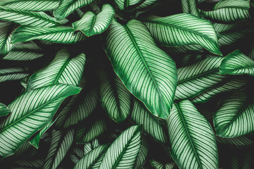 green leaves nature  background, closeup leaves texture, tropical leaves