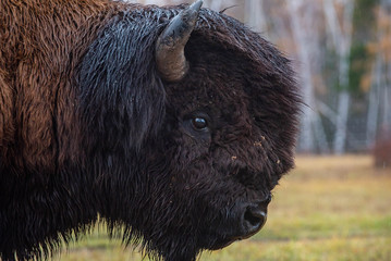 Fototapeta premium Forest bison in the North of Yakutia (Russia) withstand -50 degree frosts. Well adapted to the local climate