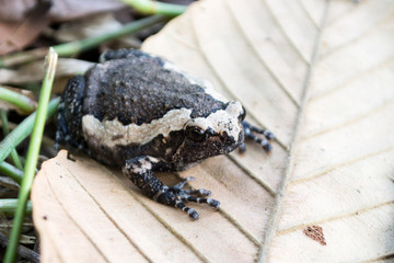 Black and white Bullfrog on a dry leaf, Bullfrog in winter