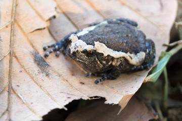 Black and white Bullfrog on a dry leaf, Bullfrog in winter.