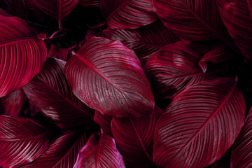 bladeren van Spathiphyllum cannifolium, abstracte kleurrijke textuur, natuurachtergrond, tropisch blad