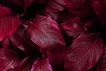 Foto op Plexiglas Bordeaux bladeren van Spathiphyllum cannifolium, abstracte kleurrijke textuur, natuurachtergrond, tropisch blad