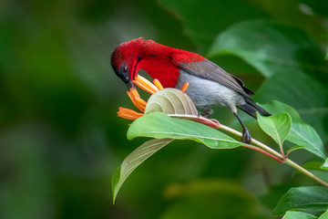 Crimson Sunbird is sucking nectar from flowers.