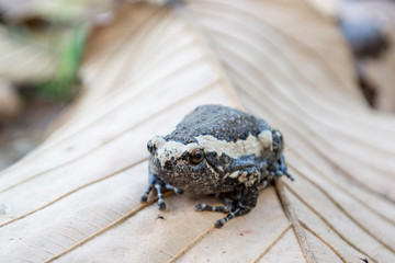 Black and white Bullfrog on a dry leaf, Bullfrog in winter