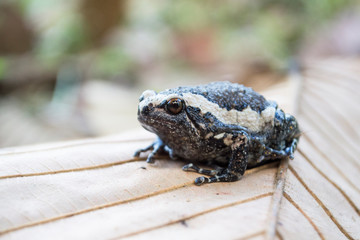 Black and white Bullfrog on a dry leaf, Bullfrog in winter