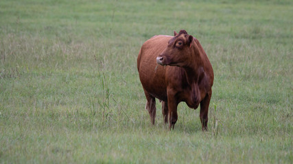Red Gelbvieh alone on green grass background
