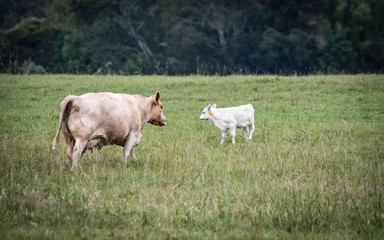 Obraz na płótnie Canvas White Charolais cow walking toward calf