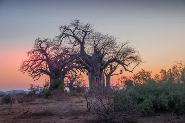 Fototapete Rund African sunset landscape with silhouetted baobab trees image in horizontal format with copy space © Richard