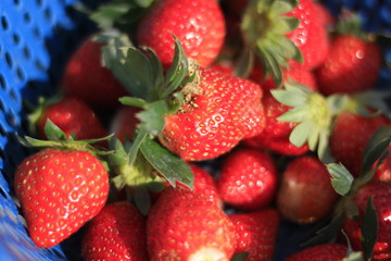 Fresh Red Strawberry Fruit Rich in Vitamins