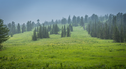 mountain forest