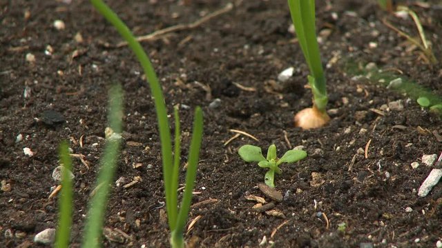Steady, close up shot of a seedling and an onion bulb under the soil.
