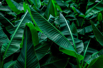 tropical banana leaf texture in garden, abstract green leaf, large palm foliage nature dark green...