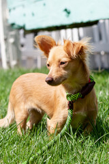 Puppy Dog Enjoying the Outdoors