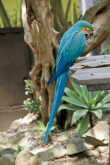 this is a side view of a blue and gold  macaw eating