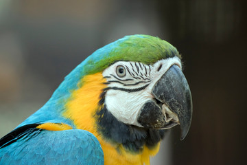 this is a side view of a blue and gold  macaw eating