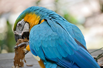the blue and gold macaw is resting on a table while eating