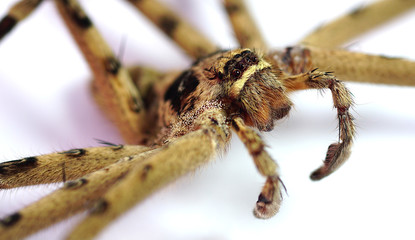 Big spider,On a white background