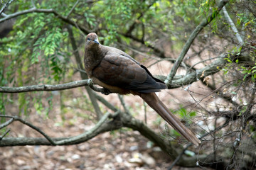 the brown cuckoo dove is hiding in a bush