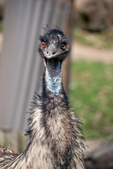 this is a close up of an emu