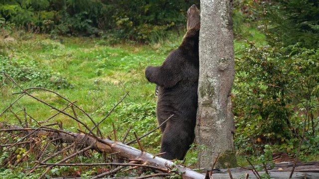 Brown bear scratching against tree marking