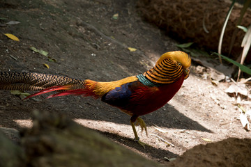 this is a side view of a golden pheasant