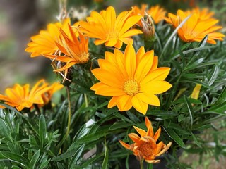 yellow flowers in garden