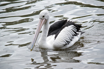 the Australian pelican is swimming in the lake
