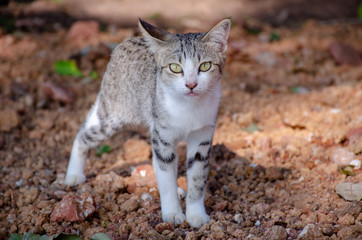 Naklejka na ściany i meble Portrait of beautiful striped cat with big eyes, close up Thai cat 