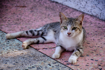 Portrait of Striped Thai cat with big eyes  