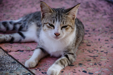 Portrait of Striped Thai cat with big eyes  