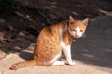 Portrait of orange and white cat, Thai cat relax at outdoor