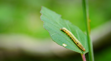 Green long worm on leaves in the rainforest