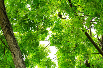 Fototapeta premium Tree branches, green leaves that are squirrels