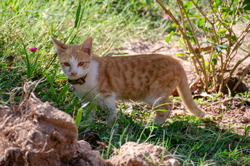 Portrait of orange and white cat, Thai cat relax at outdoor