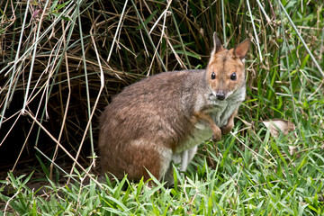 this is a red-legged pademelon
