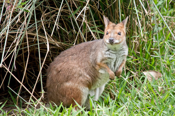 this is a red-legged pademelon