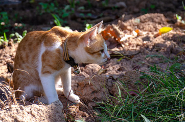Portrait of orange and white cat, Thai cat relax at outdoor