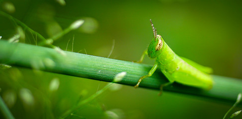 Macro photography of Grasshopper on green leaf in the forest,Soft focus
