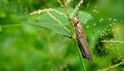 Macro photography of Grasshopper on green leaf in the forest,	