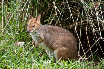 this is a red-legged pademelon